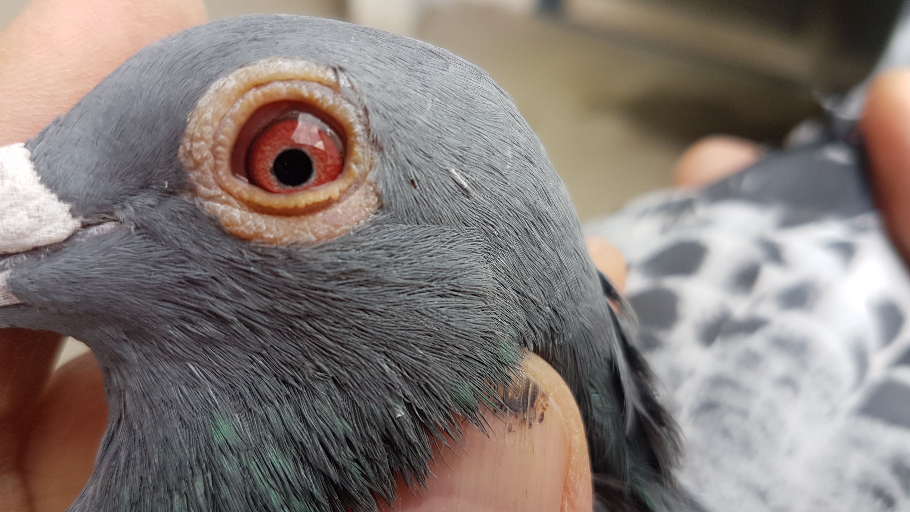 racing pigeon one eye cold treatment